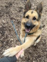 Shelter Stray Male Dog last seen Near TARA CREEK TRAIL Ellenwood, 30294, 30294, GA, Atlanta, GA 30341