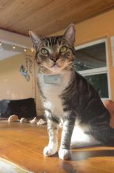 Reunited Male Cat last seen Norfolk Rd. & Riverside Dr. , Jupiter, FL 33469