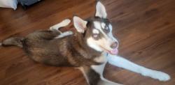 Reunited Male Dog last seen Near old Jefferson off antioch, Baton Rouge, LA 70817