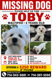 Reunited Male Dog last seen Segerstrom and Bristol, Santa Ana, CA 92707