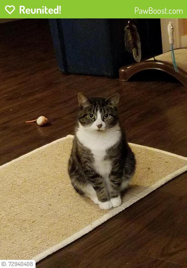 Reunited Female Cat last seen In backyards of 26th Ave E bt Newton and Boyer, Seattle, WA 98112