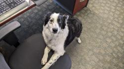 Lost Female Dog last seen San Mateo / Candelaria, Albuquerque, NM 87110