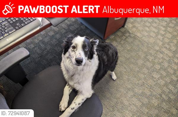 Lost Female Dog last seen San Mateo / Candelaria, Albuquerque, NM 87110