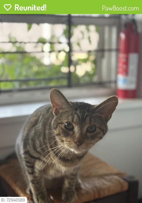 Reunited Male Cat last seen w cullom & n winchester, Chicago, IL 60613