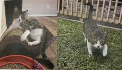 Reunited Male Cat last seen Serpentine lane and Lydia court, Albertson  NY 11507, Albertson, NY 11507