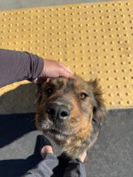 Found/Stray Unknown Dog last seen Main st , Hesperia, CA 92344