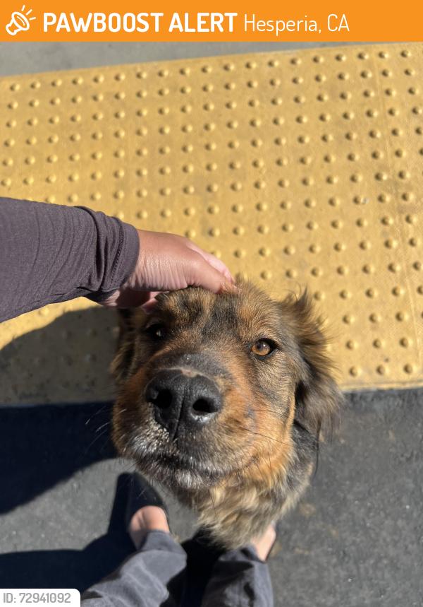Found/Stray Unknown Dog last seen Main st , Hesperia, CA 92344
