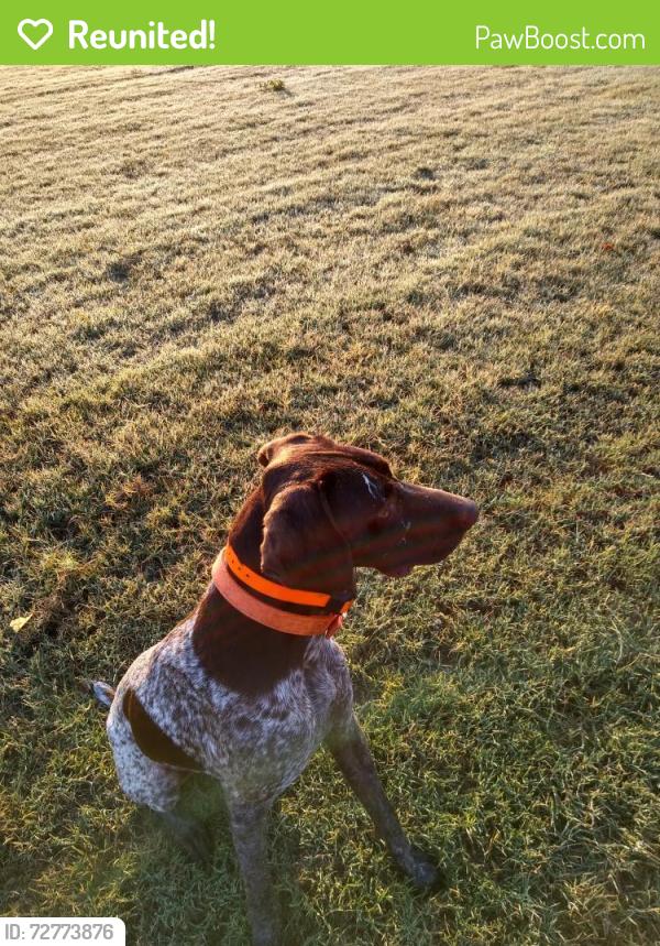Reunited Male Dog last seen sugar creek nal. park, Pineville, MO 64856