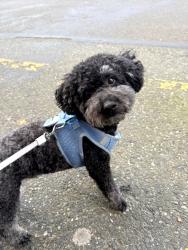 Lost Male Dog last seen Whittaker apmt , Seattle, WA 98116