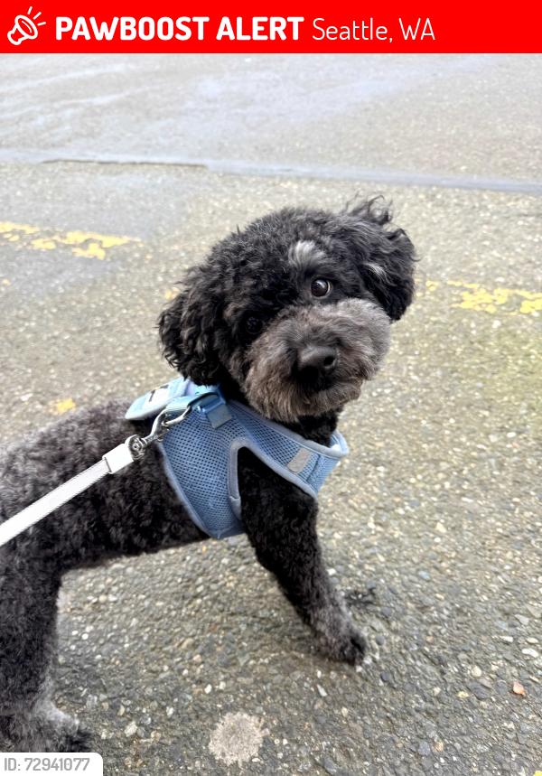 Lost Male Dog last seen Whittaker apmt , Seattle, WA 98116