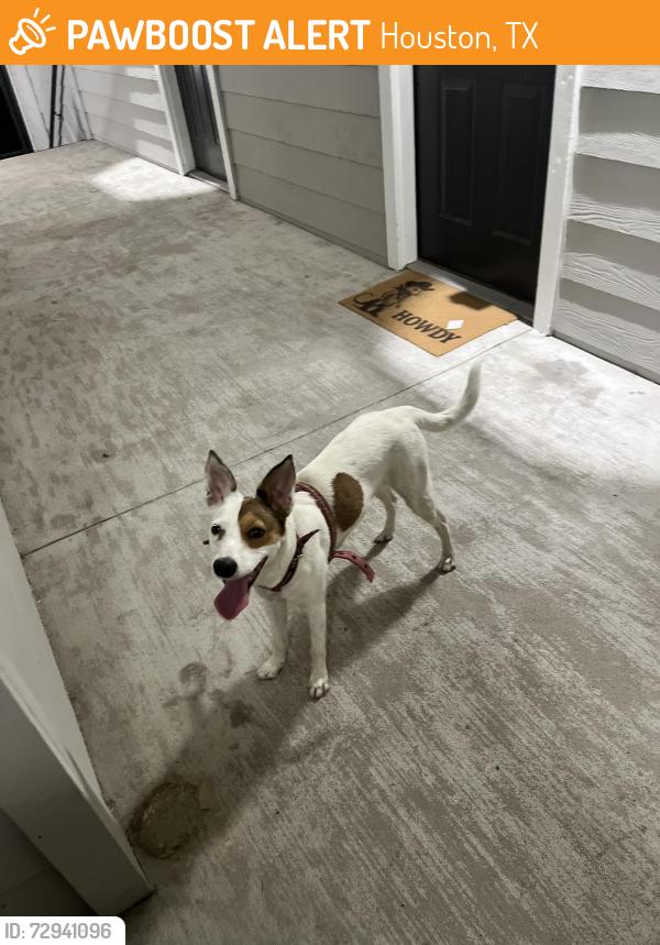 Found/Stray Female Dog last seen E TC Jester , Houston, TX 77008