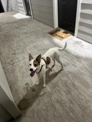 Found/Stray Female Dog last seen E TC Jester , Houston, TX 77008
