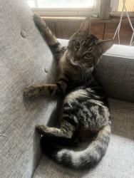 Lost Male Cat last seen Long street in Opelika , Opelika, AL 36801