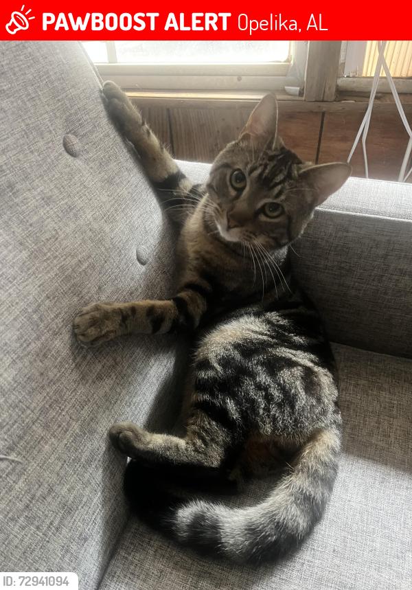 Lost Male Cat last seen Long street in Opelika , Opelika, AL 36801