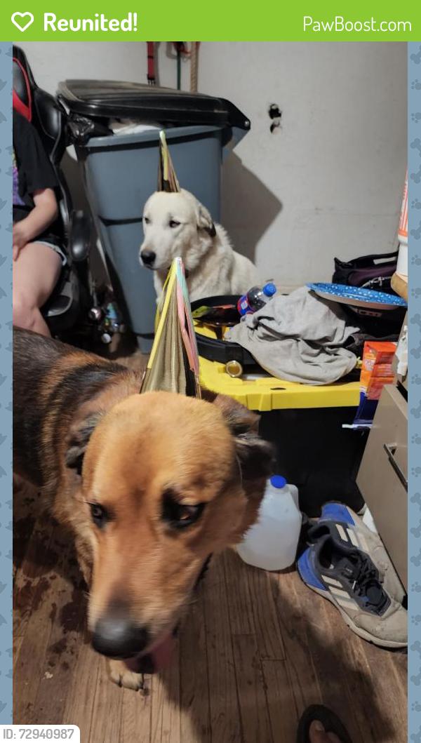 Reunited Male Dog last seen Near 44th St, Lubbock, TX 79404, USA, Lubbock, TX 79404
