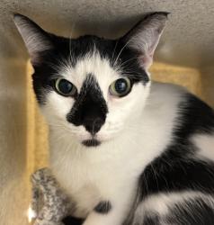 Shelter Stray Female Cat last seen NE 118th ave and NE Fargo st, OR, 1700 W Historic Columbia River Hwy, Troutdale, OR 97060, USA