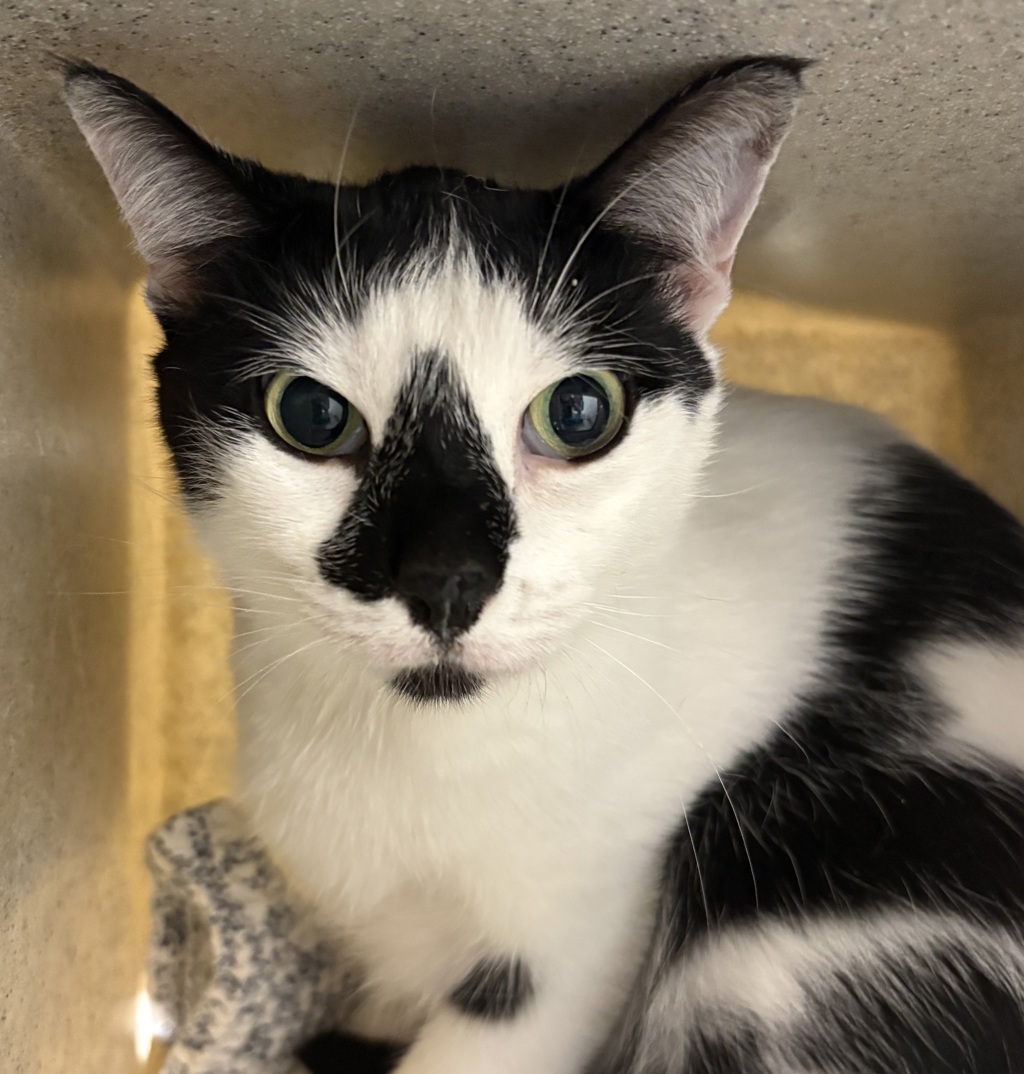 Shelter Stray Female Cat last seen NE 118th ave and NE Fargo st, OR, 1700 W Historic Columbia River Hwy, Troutdale, OR 97060, USA