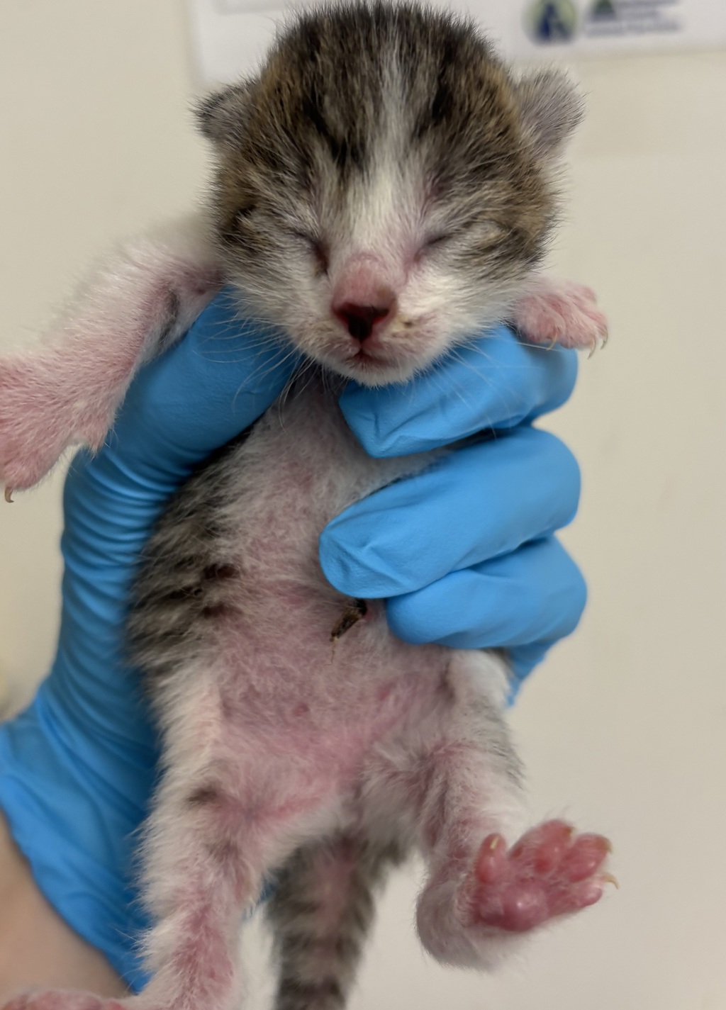 Shelter Stray Female Cat last seen NE 118th ave and NE Fargo st, OR, 1700 W Historic Columbia River Hwy, Troutdale, OR 97060, USA