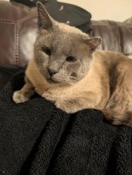 Lost Male Cat last seen Fontana ave near Hillcrest thrift store, Platte City, MO 64079