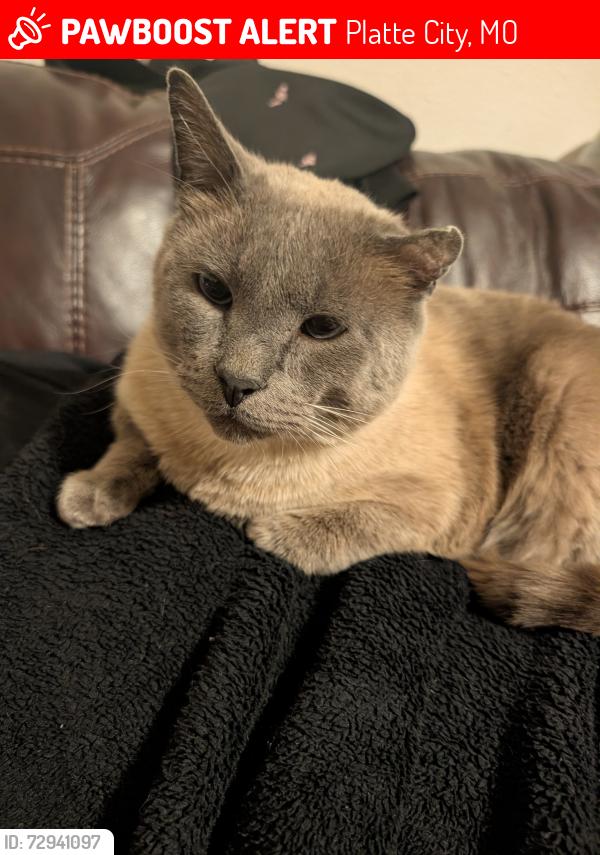 Lost Male Cat last seen Fontana ave near Hillcrest thrift store, Platte City, MO 64079