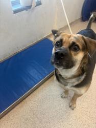 Shelter Stray Female Dog last seen Near Walton Avenue, BRONX, NY, 10453, New York, NY 10029
