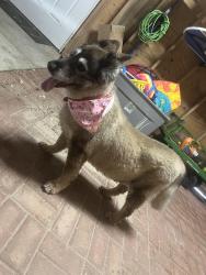 Reunited Female Dog last seen Half moon beach, Galveston, TX 77554