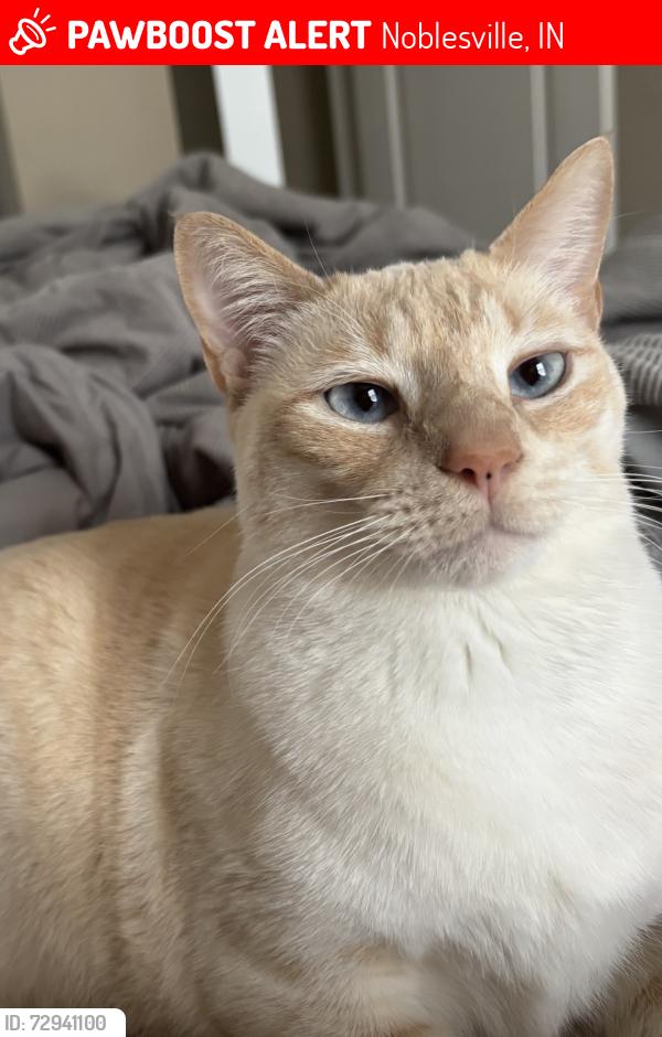 Lost Male Cat last seen Dorset Ln & Dorset Dr, Noblesville, IN 46062