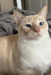 Lost Male Cat last seen Dorset Ln & Dorset Dr, Noblesville, IN 46062
