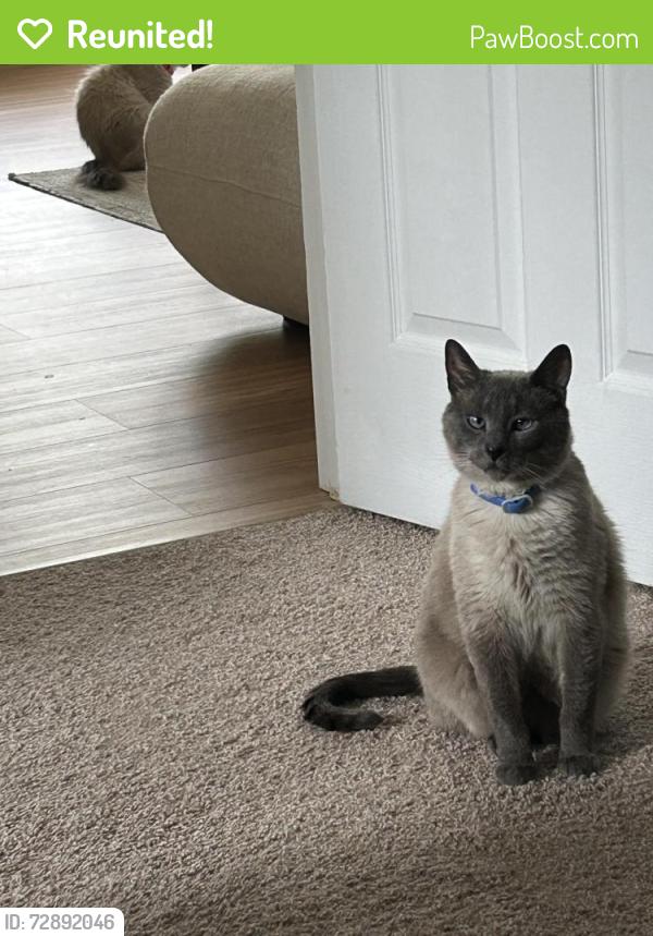 Reunited Male Cat last seen Shiloh Valley Elementary School , Monroe, NC 28110