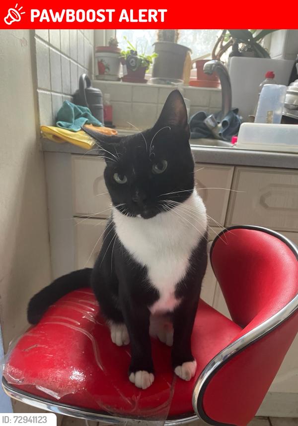 Lost Male Cat last seen Vanquish close, Twickenham, England 