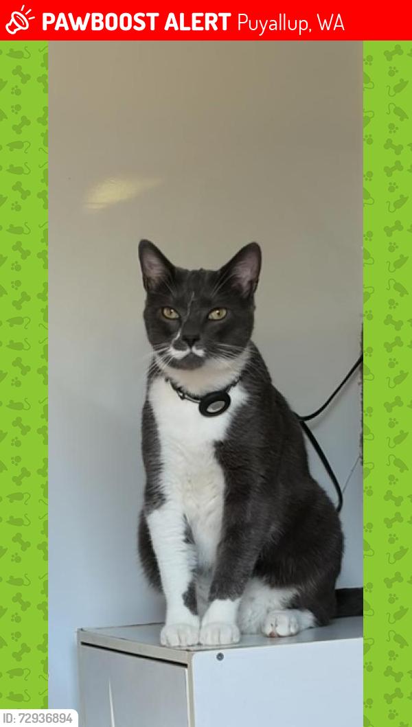 Lost Male Cat last seen 136th and 60th Ave E , Puyallup, WA 98373