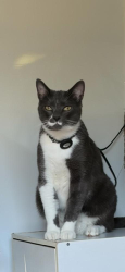 Lost Male Cat last seen 136th and 60th Ave E , Puyallup, WA 98373