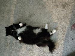 Lost Male Cat last seen Colgate + Carver , Philadelphia, PA 19120
