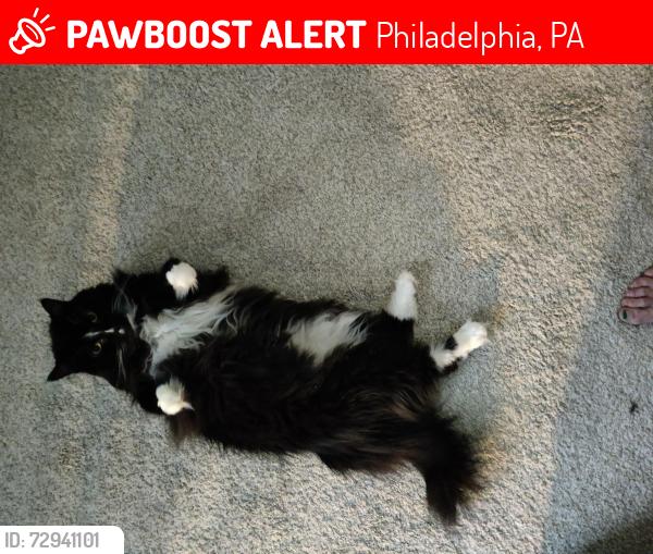 Lost Male Cat last seen Colgate + Carver , Philadelphia, PA 19120