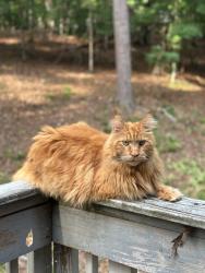 Lost Male Cat last seen Victoria landing , Woodstock, GA 30189