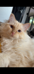 Lost Male Cat last seen Bowmans Court , Wiltshire, England SN12