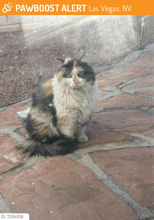 Found/Stray Unknown Cat last seen Nesting Pine and Pine Pitch, Las Vegas, NV 89143