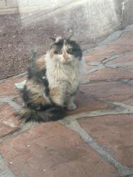 Found/Stray Unknown Cat last seen Nesting Pine and Pine Pitch, Las Vegas, NV 89143