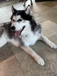 Found/Stray Male Dog last seen White water canyon road, White Water Preserve, , Whitewater, CA 92282