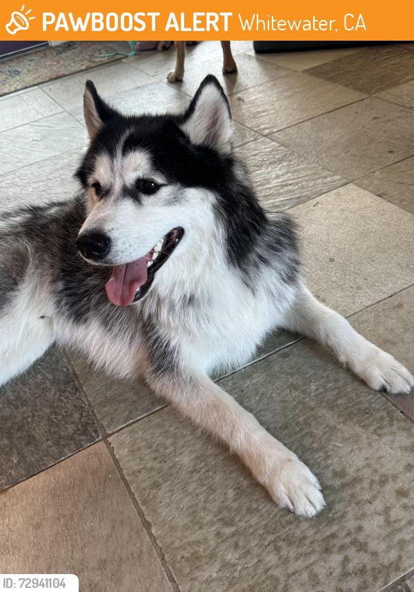 Found/Stray Male Dog last seen White water canyon road, White Water Preserve, , Whitewater, CA 92282