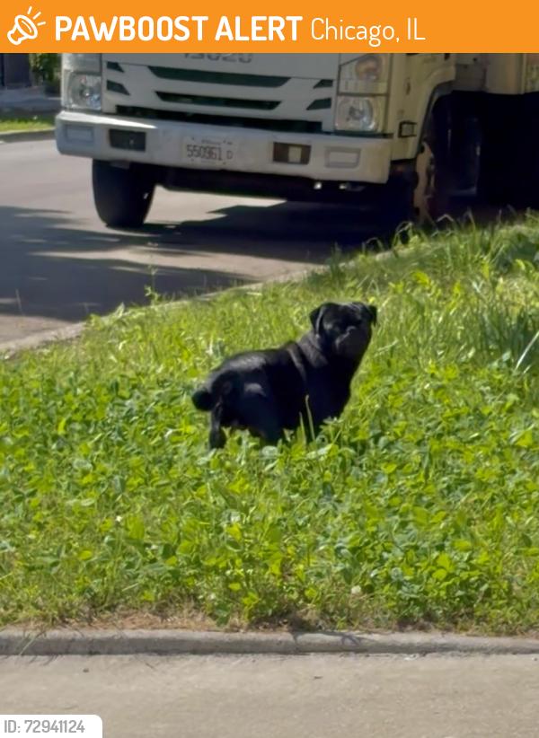 Found/Stray Unknown Dog last seen 15th and Drake, Chicago, IL 60623