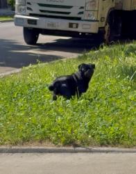 Found/Stray Unknown Dog last seen 15th and Drake, Chicago, IL 60623