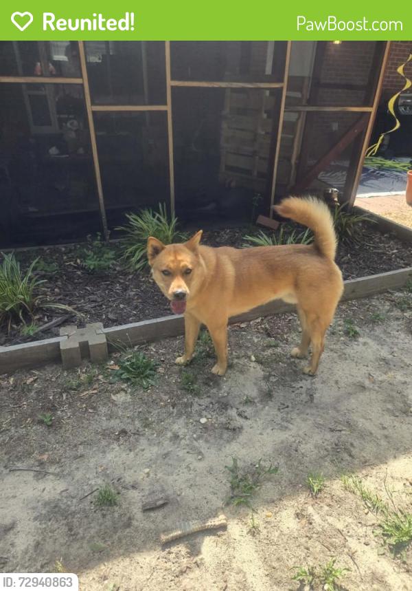 Reunited Male Dog last seen Ashton rd and Hope Mills rd, Fayetteville, NC 28304