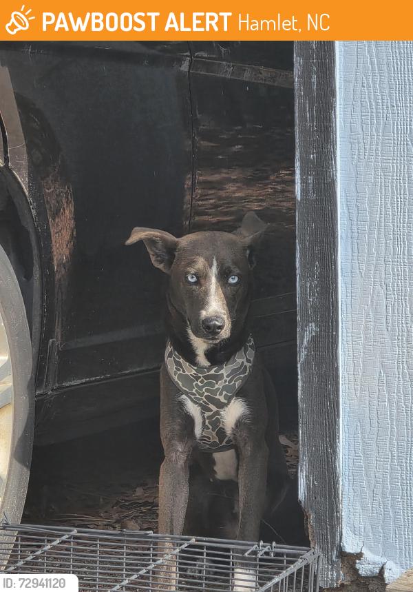 Found/Stray Female Dog last seen Boyd Lake Rd , Hamlet, NC 28345