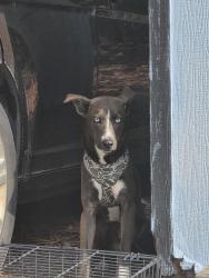 Found/Stray Female Dog last seen Boyd Lake Rd , Hamlet, NC 28345