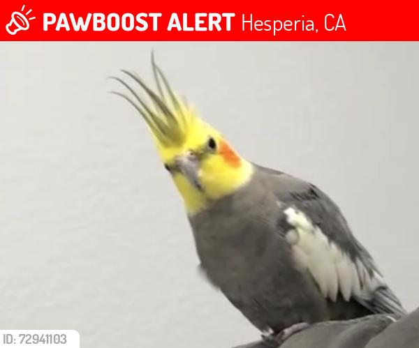Lost Male Bird last seen Alder st by jacaranda , Hesperia, CA 92345
