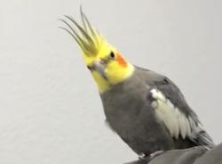 Lost Male Bird last seen Alder st by jacaranda , Hesperia, CA 92345