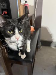 Lost Female Cat last seen Lincoln and oak grove way , Lake Elsinore, CA 92532