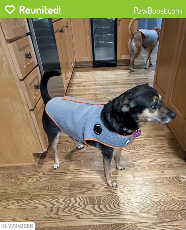 Reunited Female Dog last seen Countryaire rd north of mequon rd, Germantown, WI 53022