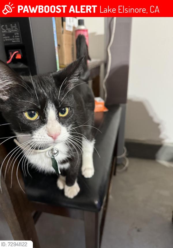 Lost Female Cat last seen Lincoln and oak grove way , Lake Elsinore, CA 92532